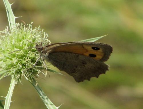 Hyponephele sp.